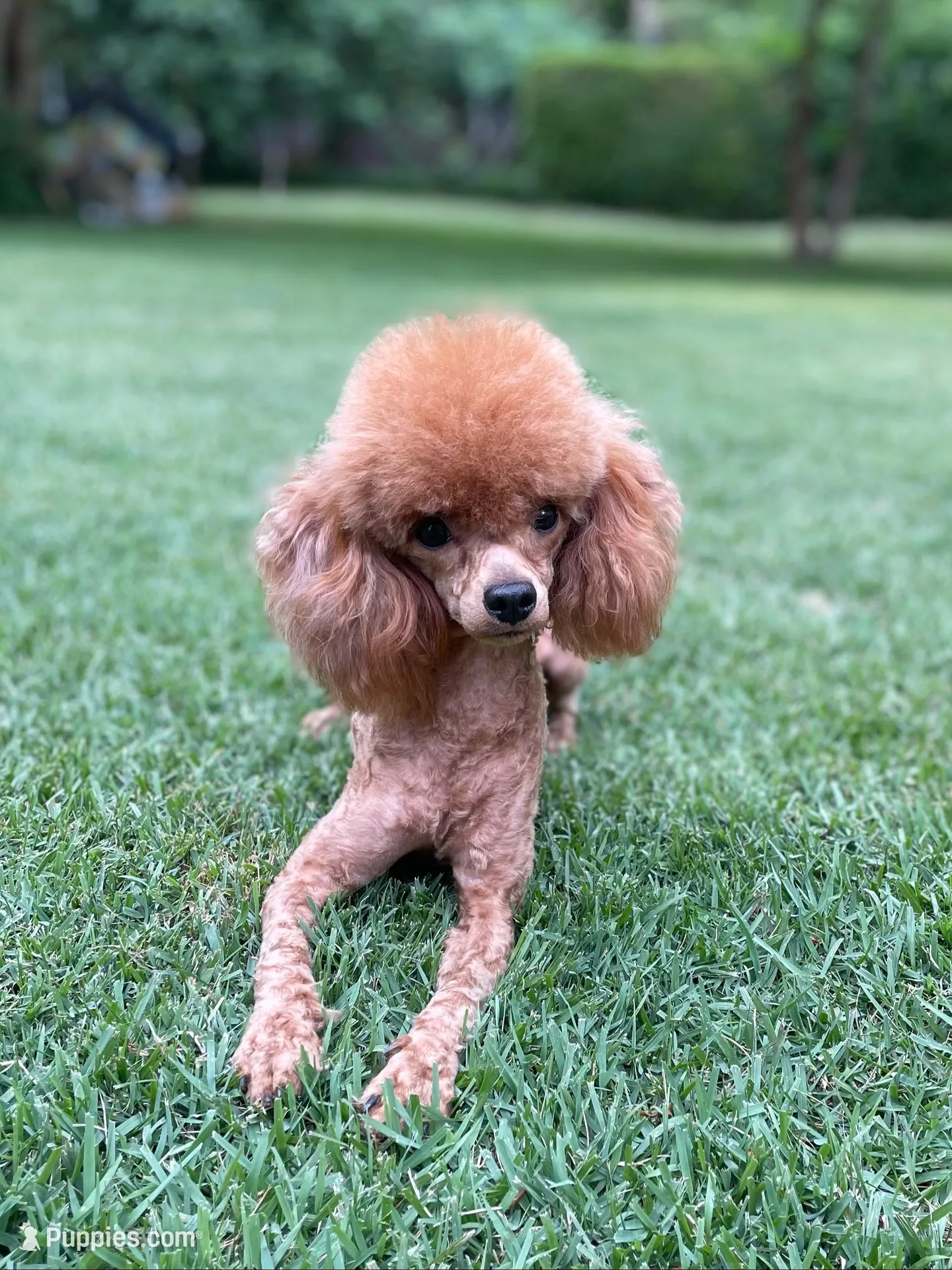 Roxie AKC, a female Poodle - Toy  for sale in Atlanta, GA – 2 of 6