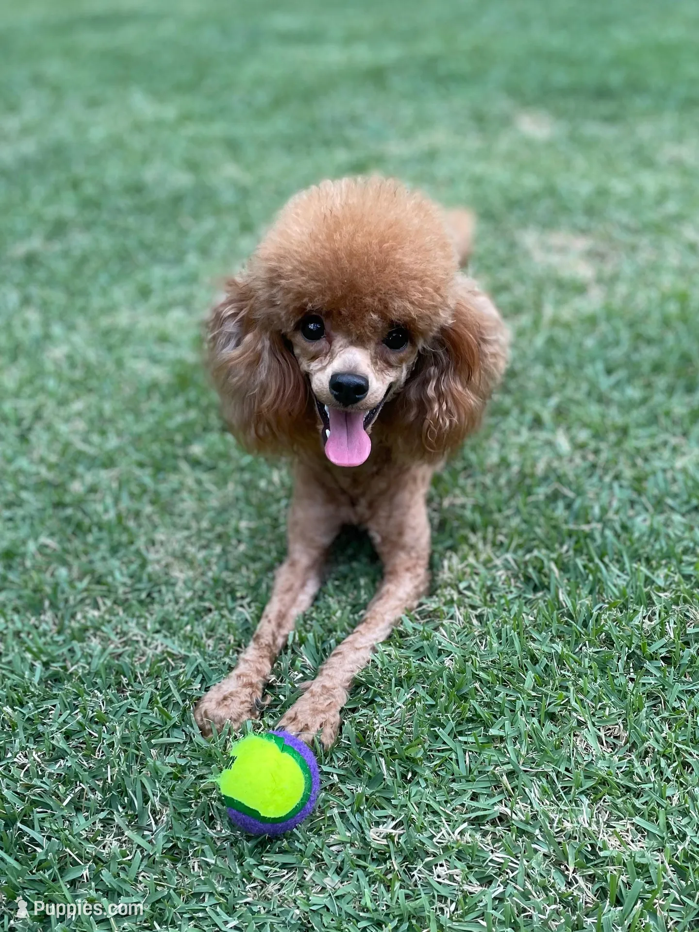 Roxie AKC, a female Poodle - Toy  for sale in Atlanta, GA – 4 of 6