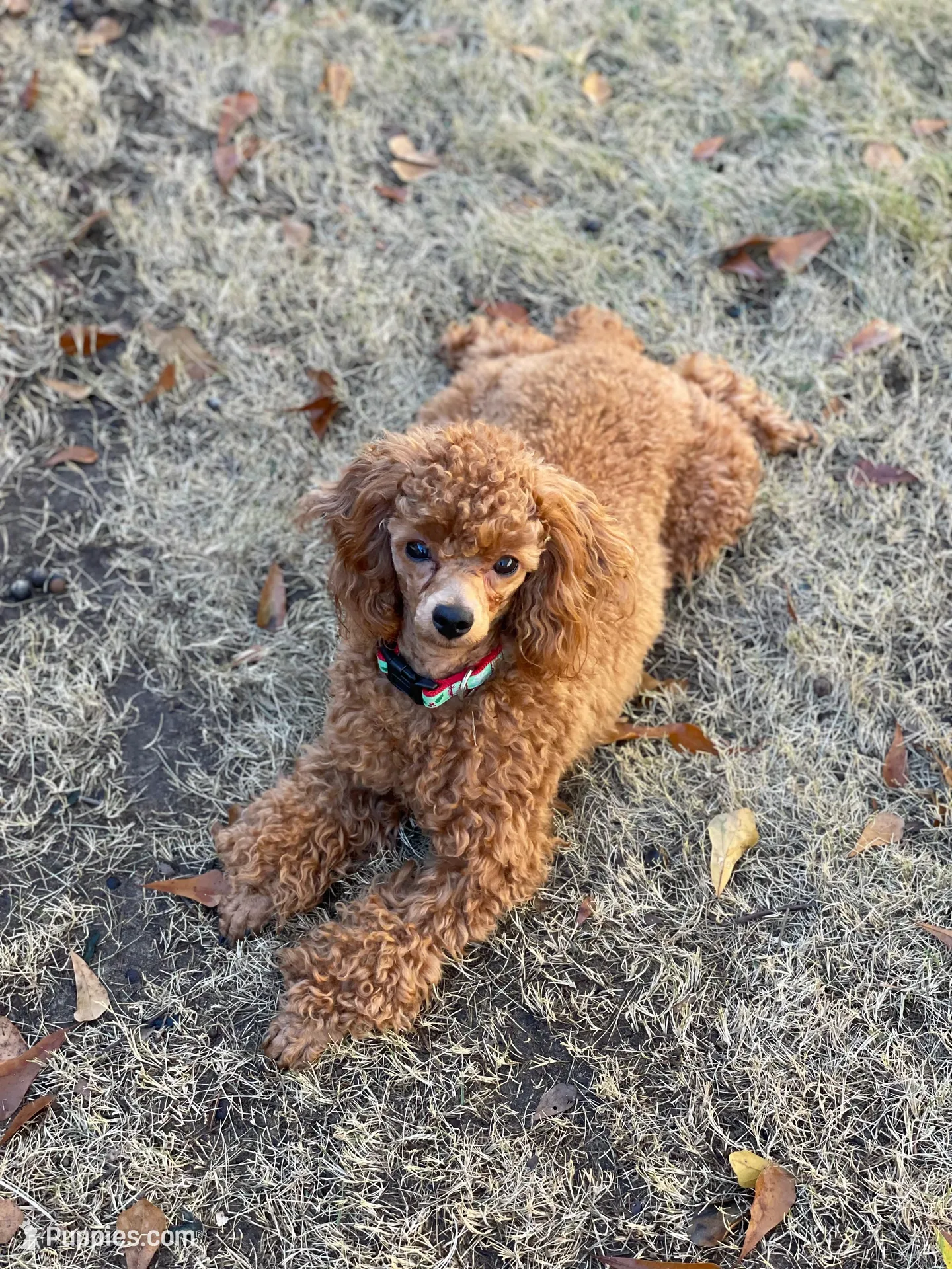 Roxie AKC, a female Poodle - Toy  for sale in Atlanta, GA – 5 of 6