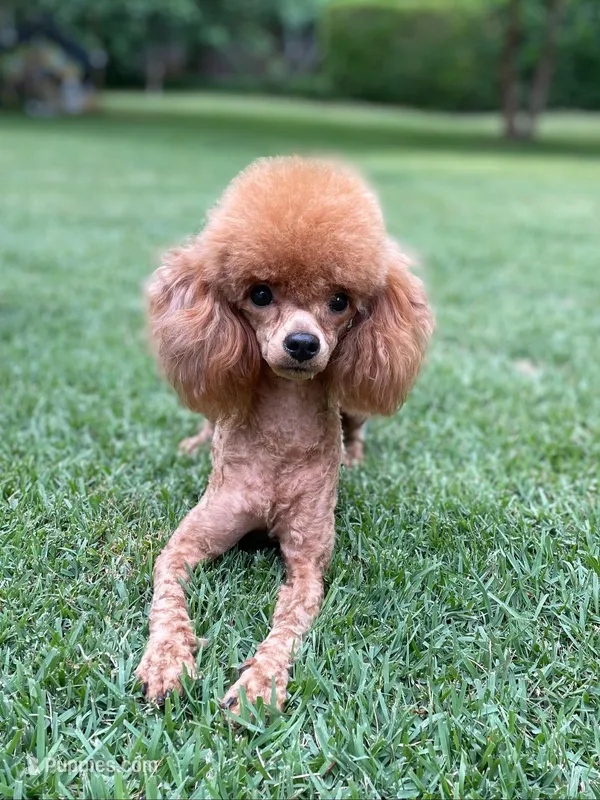 Roxie AKC – Poodle - Toy  puppy for sale in Atlanta, GA