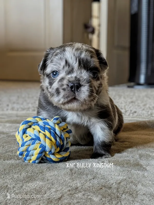 Black Collar- Blue Merle Fluffy – French Bulldog puppy for sale in Argyle, TX