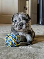 Black Collar- Blue Merle Fluffy, a male French Bulldog for sale in Argyle, TX – 2 of 5