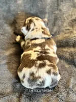 Black Collar- Blue Merle Fluffy, a male French Bulldog for sale in Argyle, TX – 2 of 4