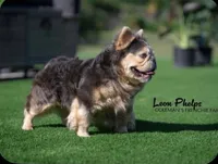 Purple - Blue Merle Fluffy, a female French Bulldog for sale in Argyle, TX – 3 of 4