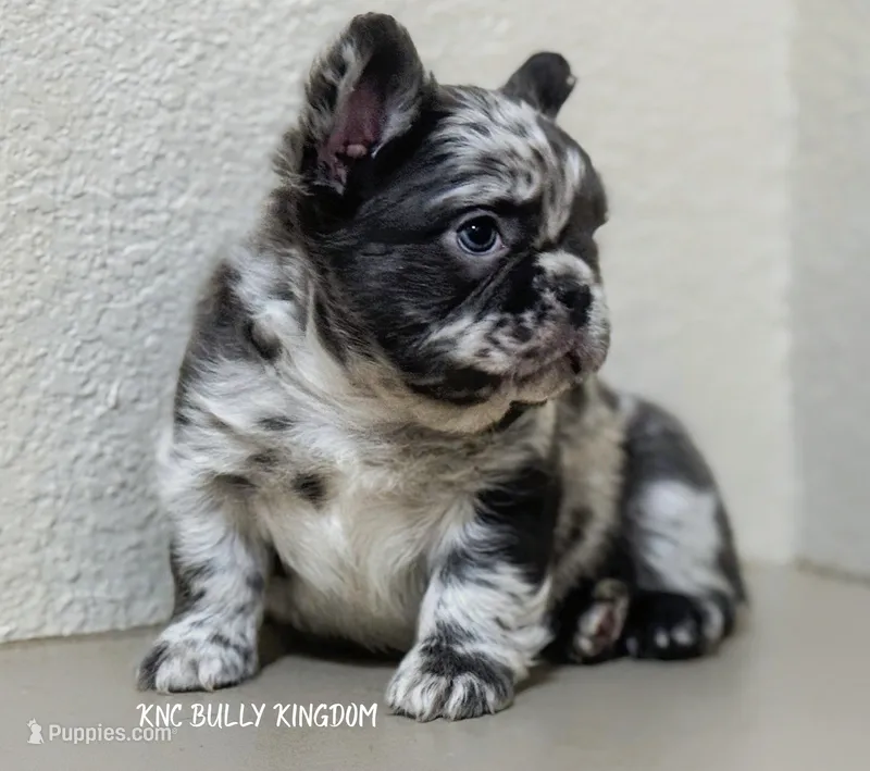 Red Collar - Blue Merle Fluffy – French Bulldog puppy for sale in Argyle, TX