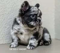 Red Collar - Blue Merle Fluffy, a male French Bulldog for sale in Argyle, TX – 1 of 6