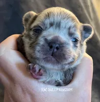 Purple - Blue Merle Fluffy, a female French Bulldog for sale in Argyle, TX – 1 of 4