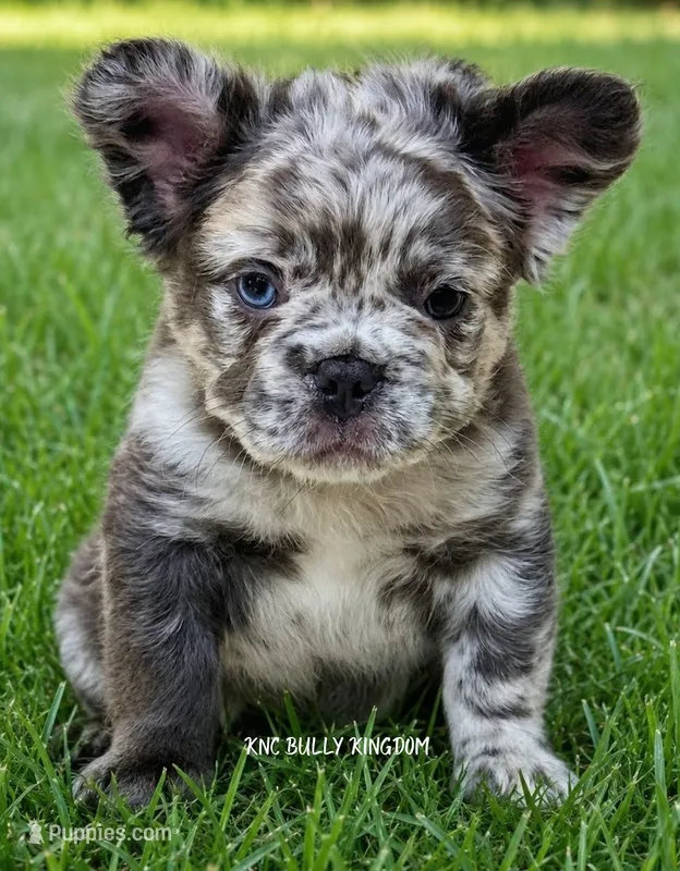 Purple Collar - Blue Merle Fluffy – French Bulldog puppy for sale in Argyle, TX