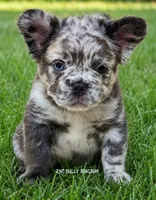 Purple Collar - Blue Merle Fluffy, a female French Bulldog for sale in Argyle, TX – 2 of 7