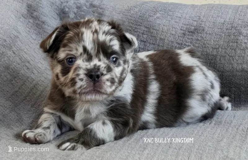 Black Collar- Blue Merle Fluffy – French Bulldog puppy on hold in Argyle, TX