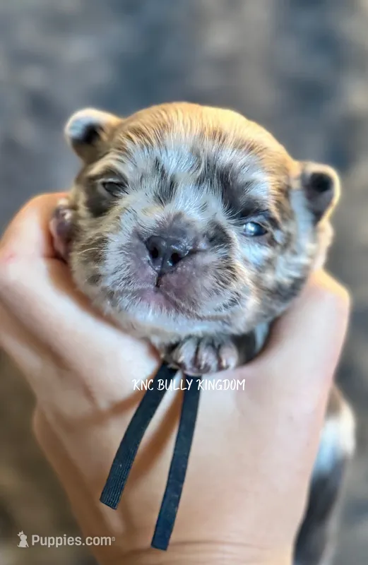 Black Collar- Blue Merle Fluffy – French Bulldog puppy for sale in Argyle, TX