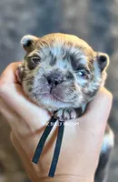 Black Collar- Blue Merle Fluffy, a male French Bulldog for sale in Argyle, TX – 1 of 4