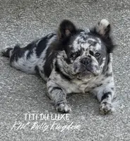 Purple - Blue Merle Fluffy, a female French Bulldog for sale in Argyle, TX – 4 of 4