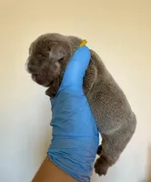 Yellow, a male English Bulldog for sale in Argyle, TX – Photo 1 of 3