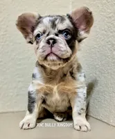 Green Collar- Blue and Tan Merle Fluffy, a female French Bulldog for sale in Argyle, TX – 2 of 4