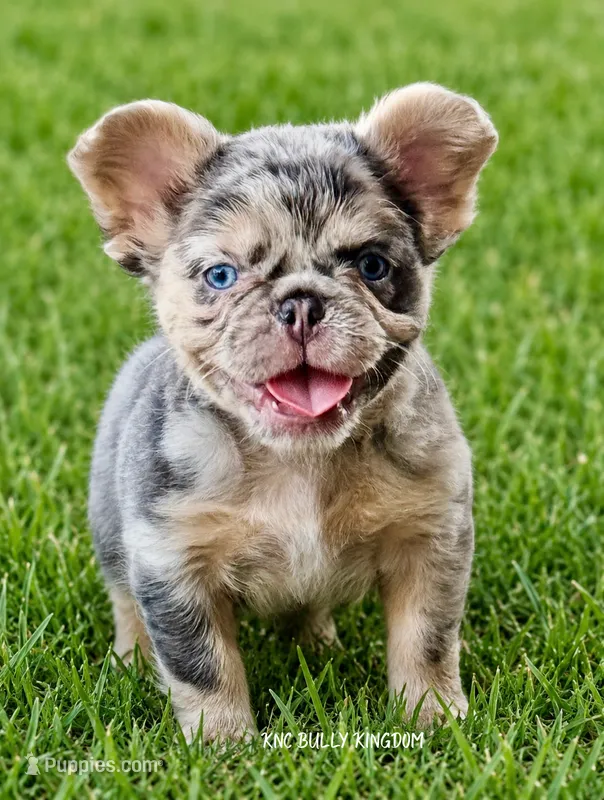 Green Collar- Blue and Tan Merle Fluffy – French Bulldog puppy for sale in Argyle, TX