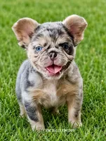 Green Collar- Blue and Tan Merle Fluffy, a female French Bulldog for sale in Argyle, TX – 1 of 4