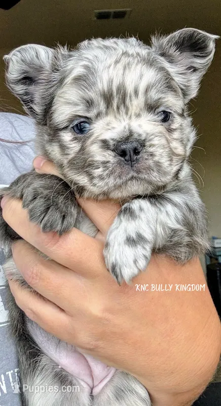Purple Collar - Blue Merle Fluffy – French Bulldog puppy for sale in Argyle, TX