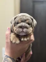 Lila, a female English Bulldog for sale in Argyle, TX – Photo 1 of 3