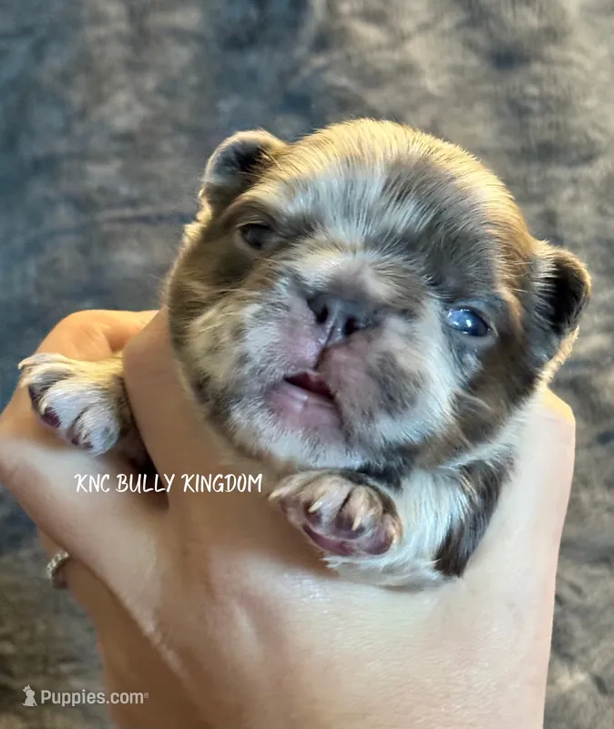Red Collar - Blue Merle Fluffy – French Bulldog puppy for sale in Argyle, TX