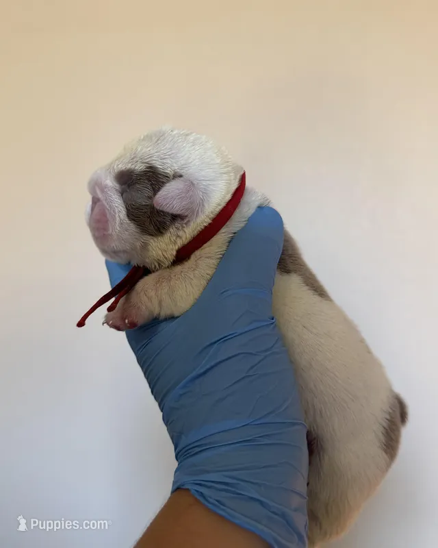 Red, a female English Bulldog for sale in Argyle, TX – Photo 1 of 3