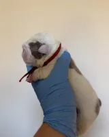 Red, a female English Bulldog for sale in Argyle, TX – Photo 1 of 3