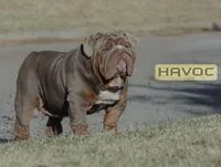 Red, a female English Bulldog for sale in Argyle, TX – Photo 2 of 3