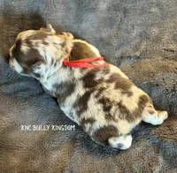 Red Collar - Blue Merle Fluffy, a male French Bulldog for sale in Argyle, TX – 2 of 4
