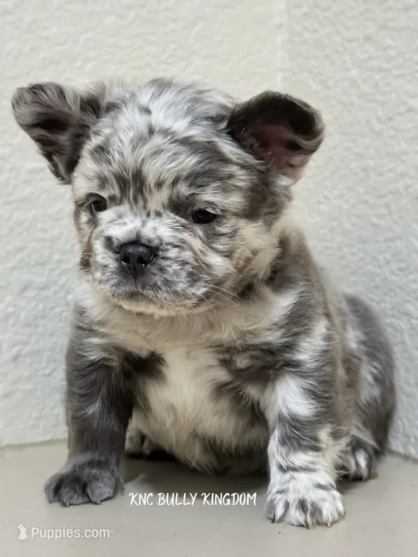Purple Collar - Blue Merle Fluffy – French Bulldog puppy for sale in Argyle, TX
