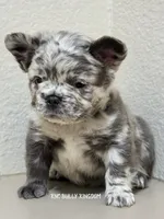 Purple Collar - Blue Merle Fluffy, a female French Bulldog for sale in Argyle, TX – 3 of 7