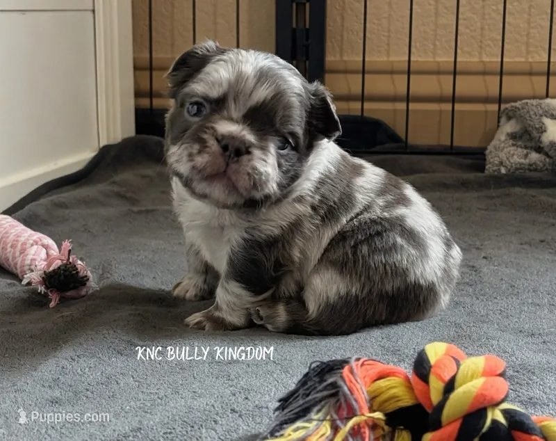Red Collar - Blue Merle Fluffy – French Bulldog puppy for sale in Argyle, TX