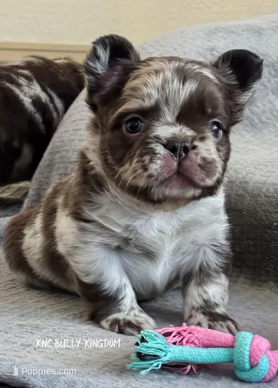 Red Collar - Blue Merle Fluffy – French Bulldog puppy for sale in Argyle, TX