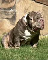 Pink, a female English Bulldog for sale in Argyle, TX – Photo 3 of 3