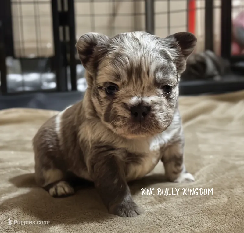 Purple Collar - Blue Merle Fluffy – French Bulldog puppy for sale in Argyle, TX