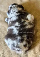 Black Collar- Blue Merle Fluffy, a male French Bulldog for sale in Argyle, TX – 3 of 5
