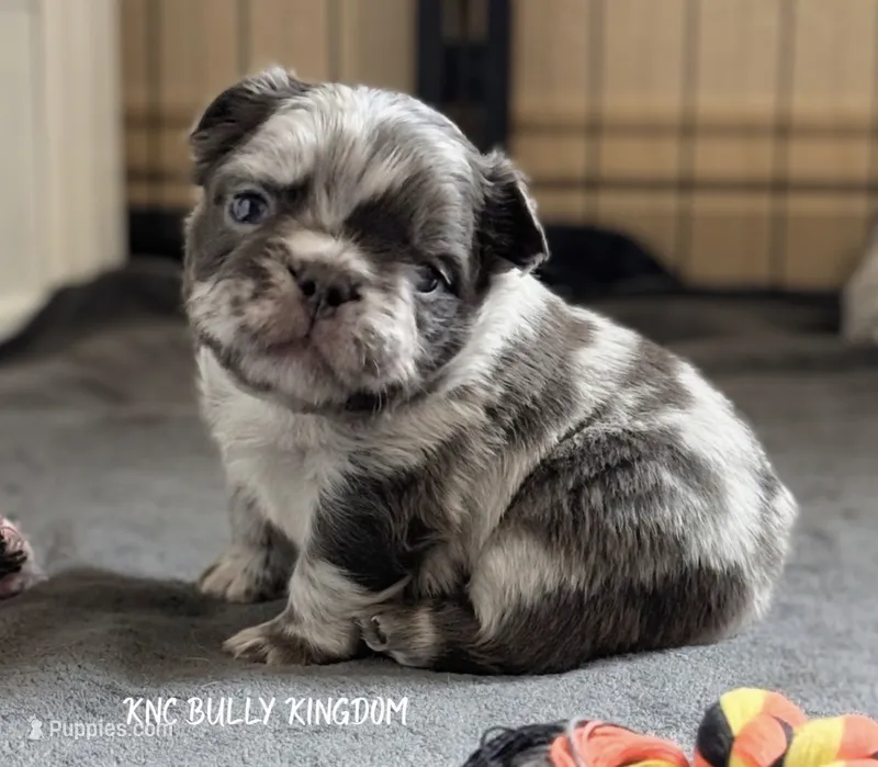 Red Collar - Blue Merle Fluffy – French Bulldog puppy for sale in Argyle, TX