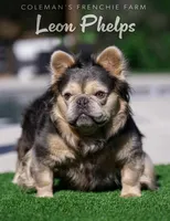 Black Collar- Blue Merle Fluffy, a male French Bulldog for sale in Argyle, TX – 3 of 4