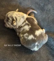 Purple - Blue Merle Fluffy, a female French Bulldog for sale in Argyle, TX – 2 of 4