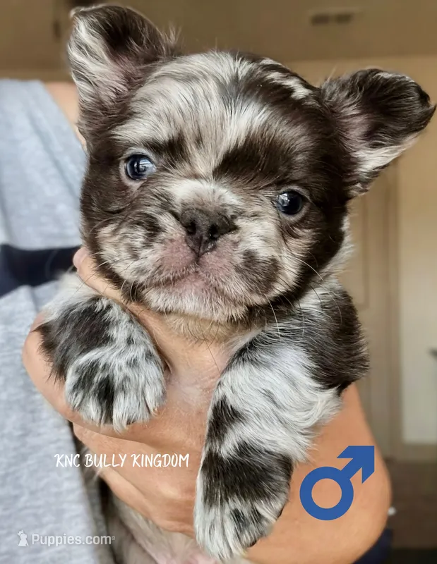 Red Collar - Blue Merle Fluffy – French Bulldog puppy for sale in Argyle, TX
