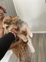 Blue , a female Alaskan Husky for sale in Oklahoma City, OK – Photo 4 of 4