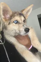 Blue , a female Alaskan Husky for sale in Oklahoma City, OK – Photo 2 of 4