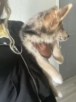 Blue , a female Alaskan Husky for sale in Oklahoma City, OK – Photo 3 of 4