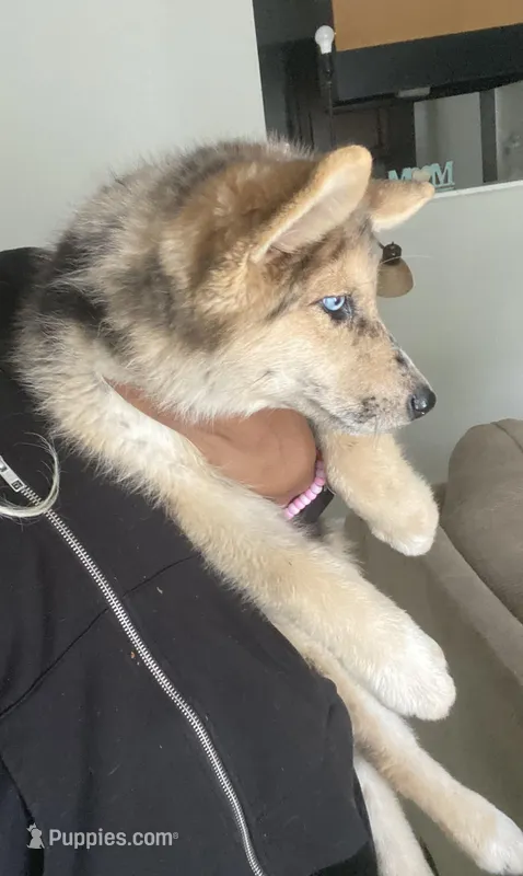 Blue  – Alaskan Husky puppy for sale in Oklahoma City, OK