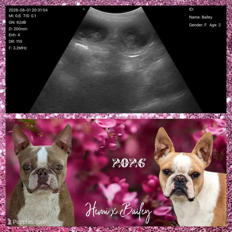 ✨️ Upcoming litters ✨️ – Boston Terrier puppy for sale in Perry, OK
