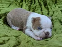 🇺🇸 Patriot 🇺🇸, a male Boston Terrier for sale in Perry, OK – 5 of 5