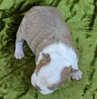 🇺🇸 Patriot 🇺🇸, a male Boston Terrier for sale in Perry, OK – 4 of 5