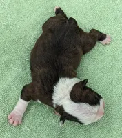 ✨️ Patch ✨️, a male Boston Terrier for sale in Perry, OK – 5 of 5