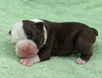 ✨️ Patch ✨️, a male Boston Terrier for sale in Perry, OK – 4 of 5