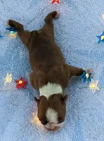 🔥 Fireball 🔥, a male Boston Terrier for sale in Perry, OK – 4 of 4