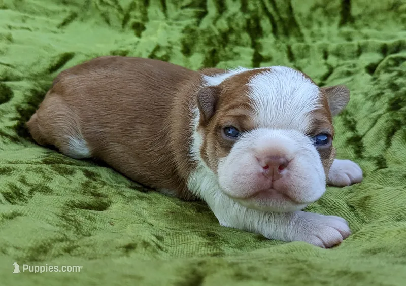 🚀 Rocket 🚀  – Boston Terrier puppy for sale in Perry, OK